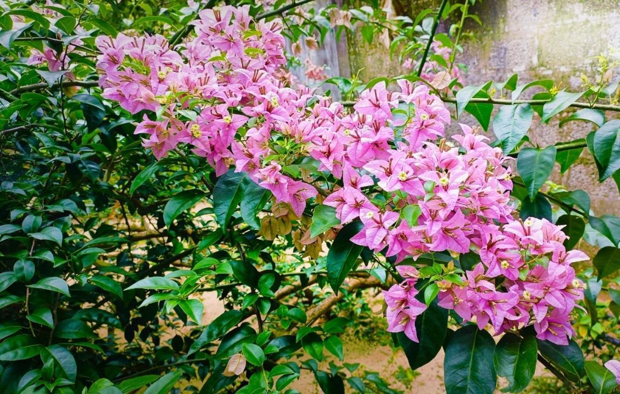 Alappuzha Marari Charlys Homestay מראה חיצוני תמונה